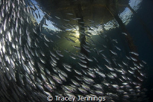 Sunset underwater by Tracey Jennings 